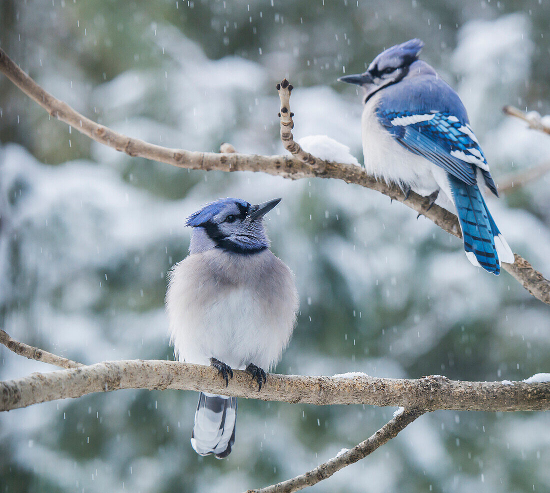 Pair of blue jays Cyanocitta cristata sitting on a tree branch in a snowfall, Ontario, Canada