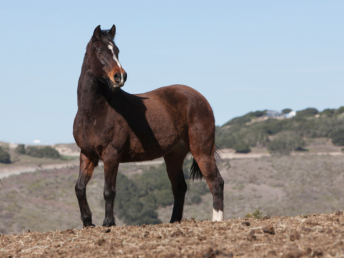 Rescued horse at Monterey SPCA, Salinas, California, United States of America