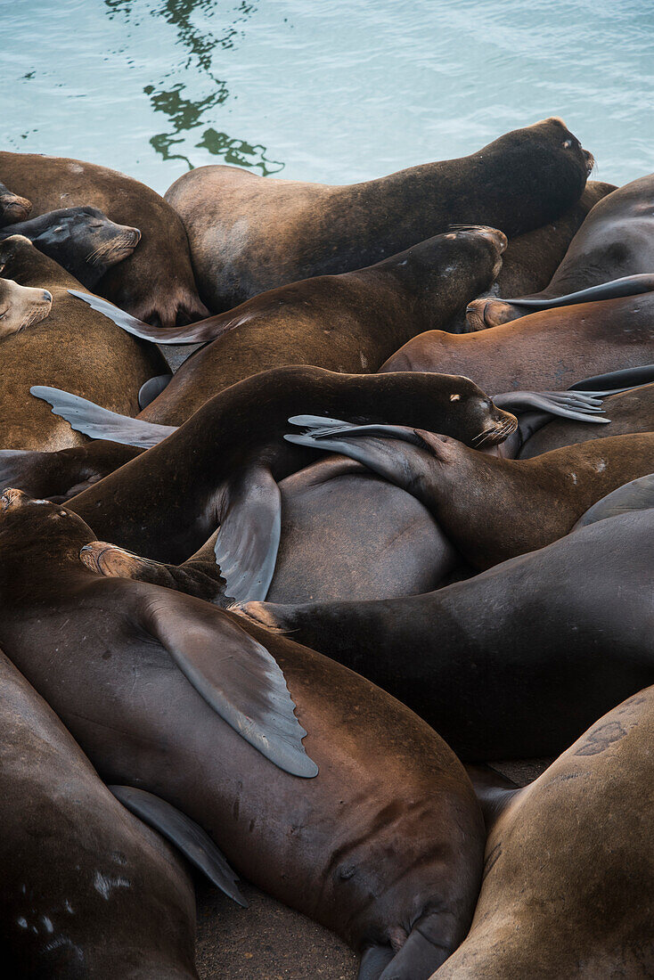 California Sea Lions Zalophus californianus nap on the riverfront, Astoria, Oregon, United States of America