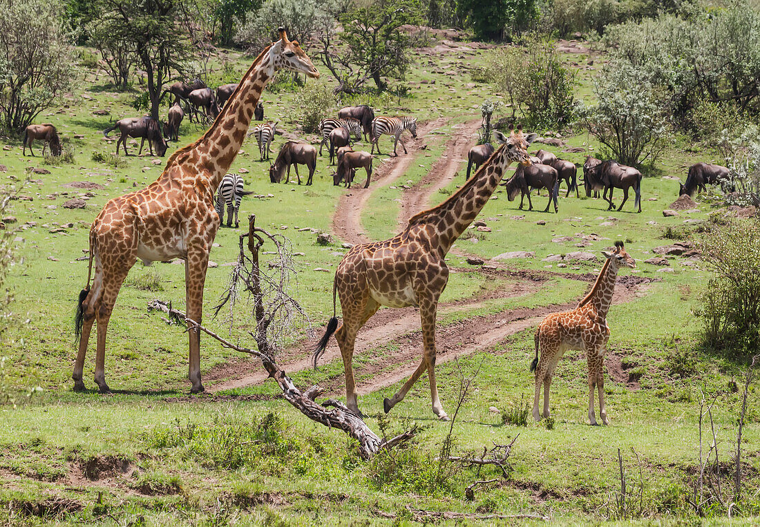 Masai Giraffes Giraffa camelopardalis tippelskirchi, Mara North Conservancy, Kenya