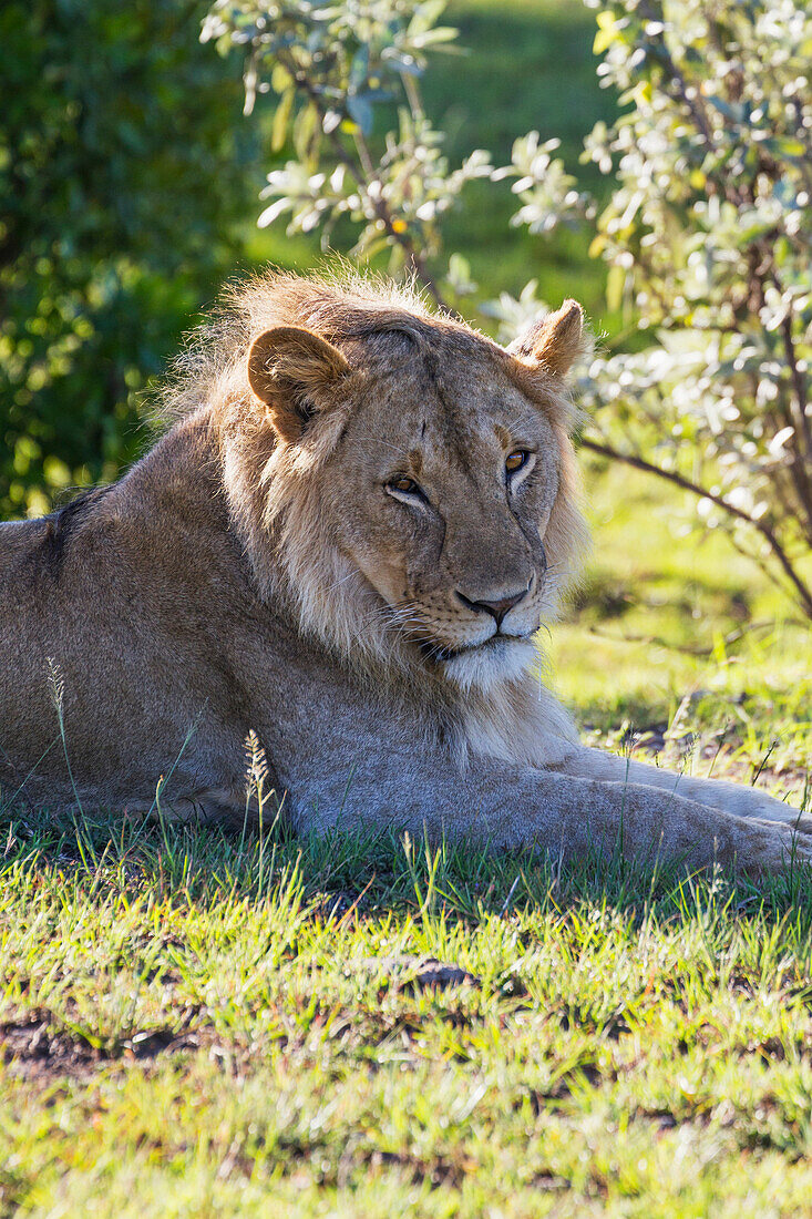 Male East African lion Panthera leo nubica, Mara Naboisho Conservancy, Kenya