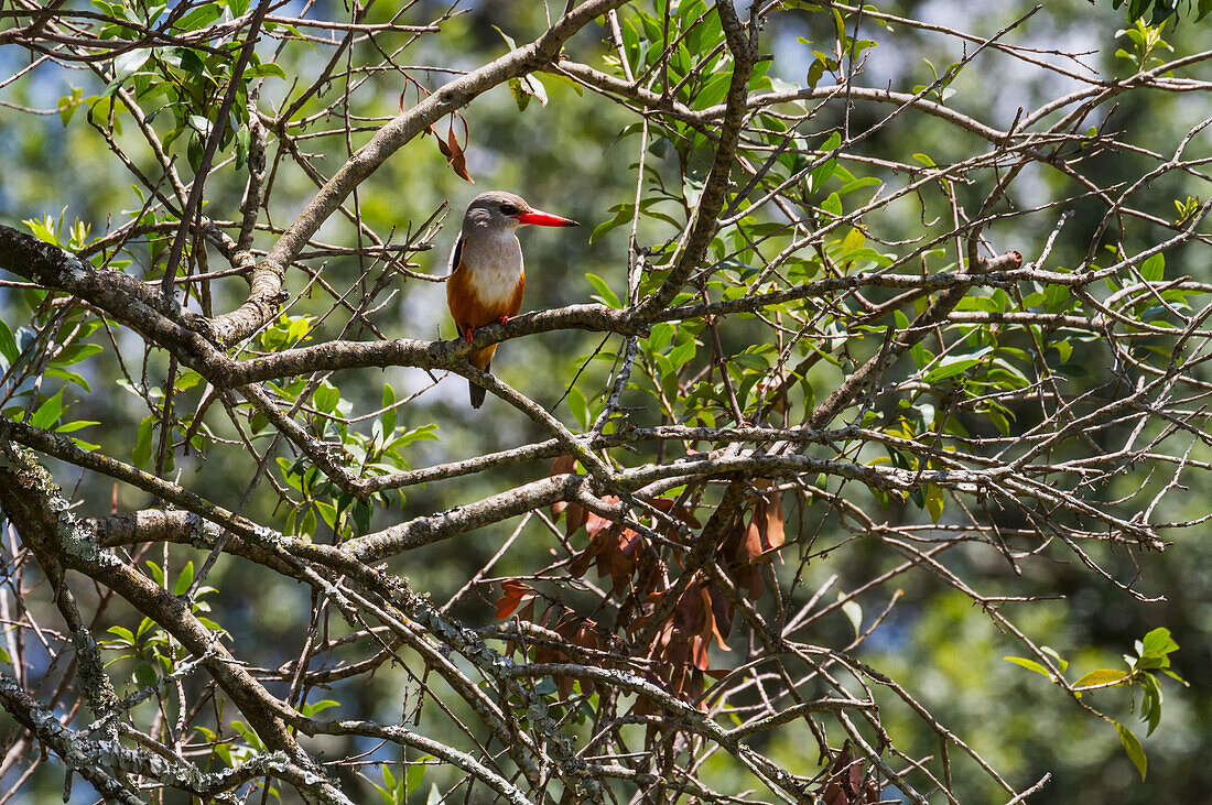 Grey-headed Kingfisher Halcyon leucocephala, Mara North Conservancy, Kenya