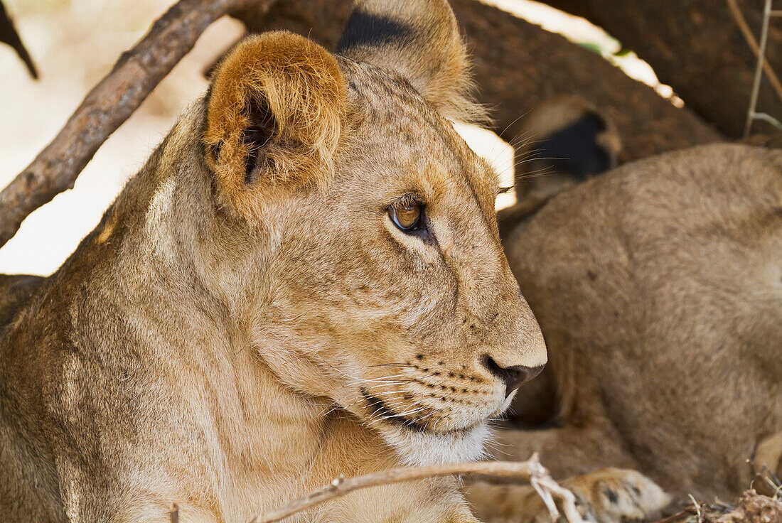 East African lion cub Panthera leo nubica, Samburu National Park, Kenya