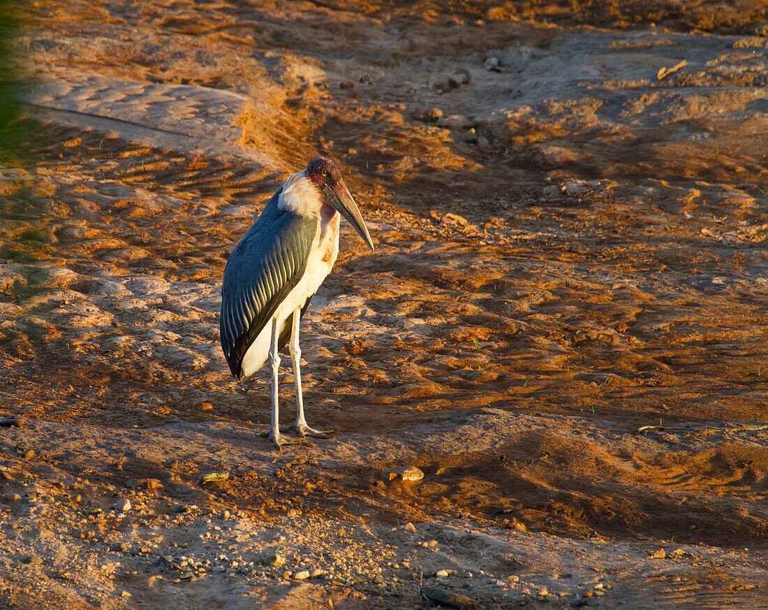 Marabou stork Leptoptilos crumeniferus on the banks of the Uaso Nyiro River, Shaba National Reserve, Kenya