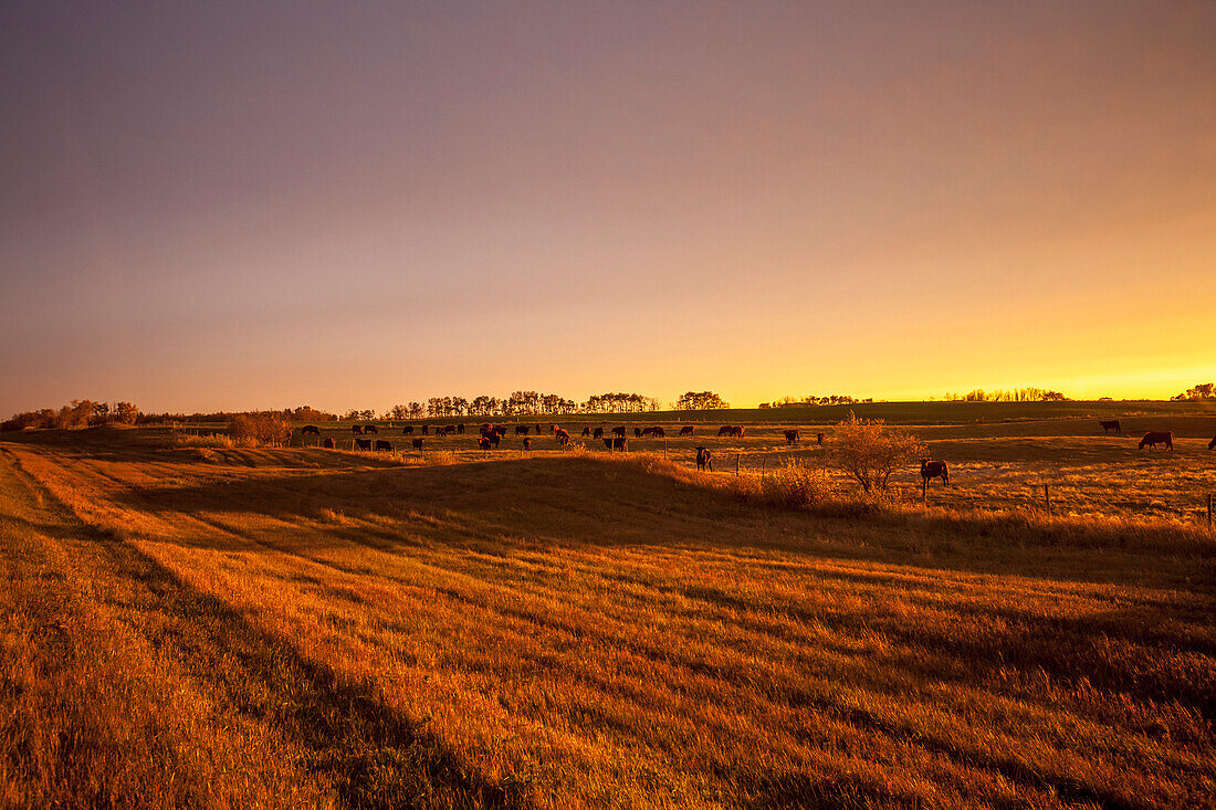 Glow over farmland at sunset, Manitoba, Canada