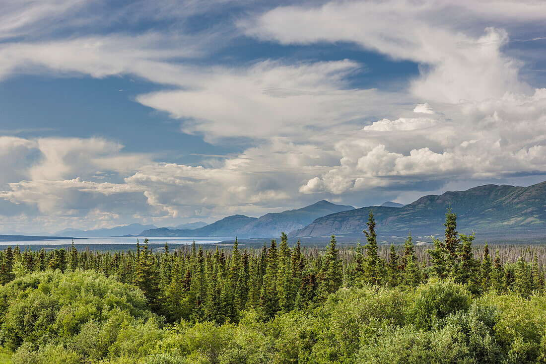 Scenic view of Kluane Lake and a boreal forest in the foreground, Yukon Territory, Canada, Summer
