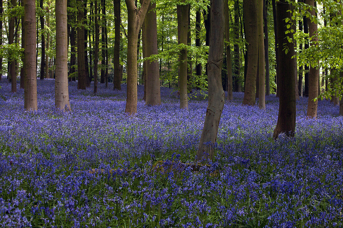Shaft of sunlight in the bluebell woods, Northamptonshire, England