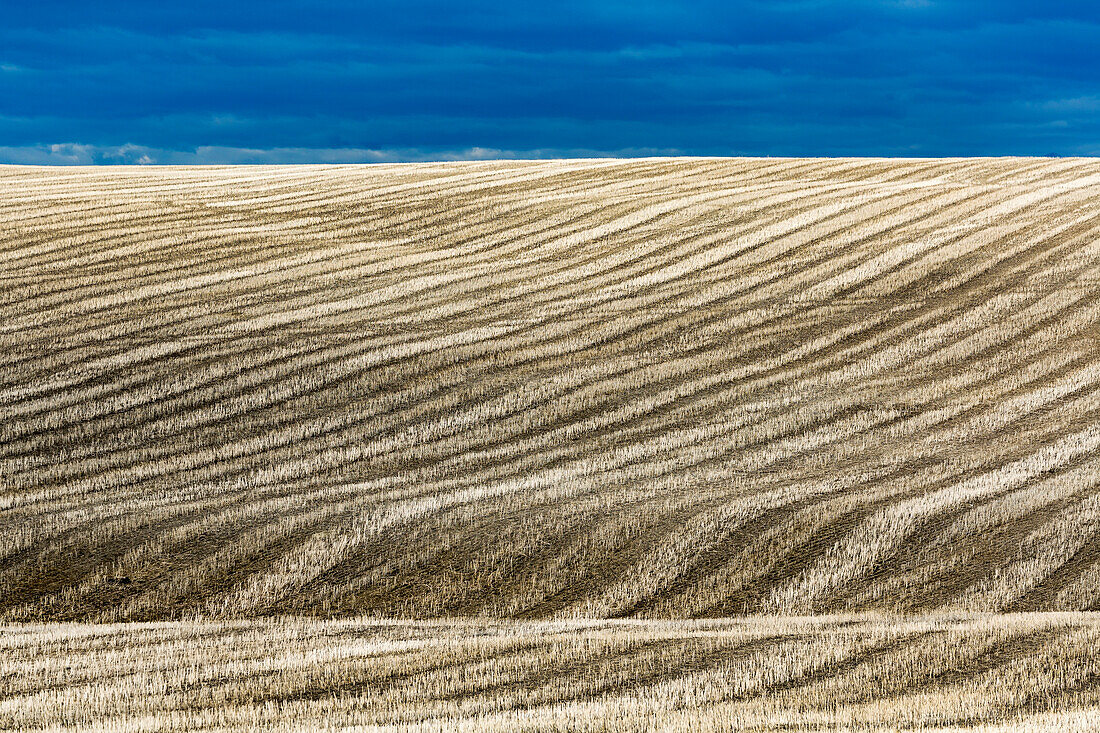 Harvest stubble lines on a hilly field with blue sky, Alberta, Canada