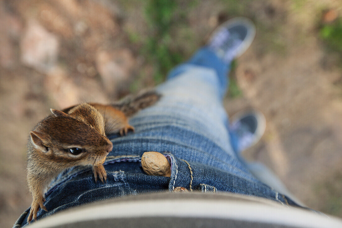 Chipmunk on pants retrieving peanut from pocket