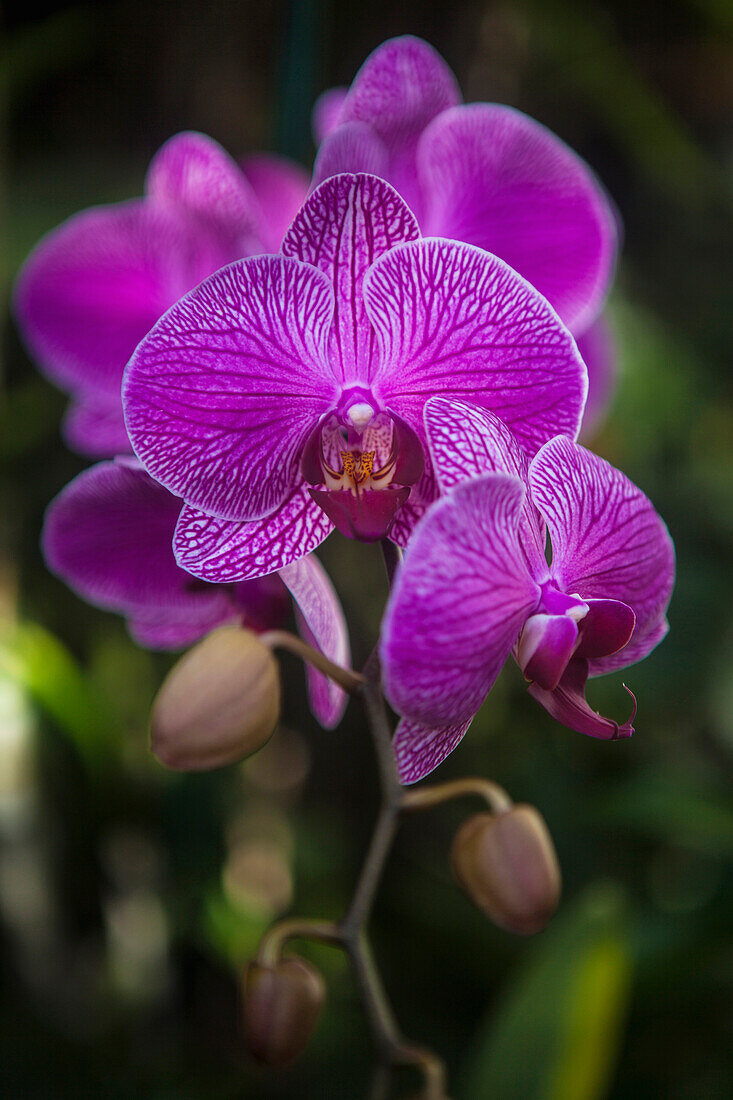 Blühende Phalaenopsis-Orchideen, Kailua, Insel Hawaii, Hawaii, Vereinigte Staaten von Amerika