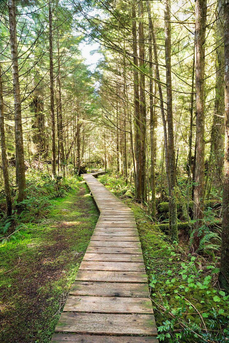 Forest walk, Pacific Rim National Park, Vancouver Island, British Columbia, Canada