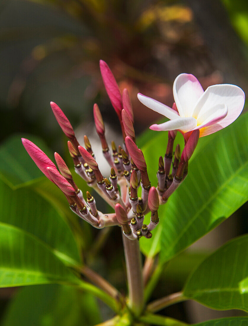 Plumeria-Blüten zu Beginn der Blüte, Kailua, Insel Hawaii, Hawaii, Vereinigte Staaten von Amerika