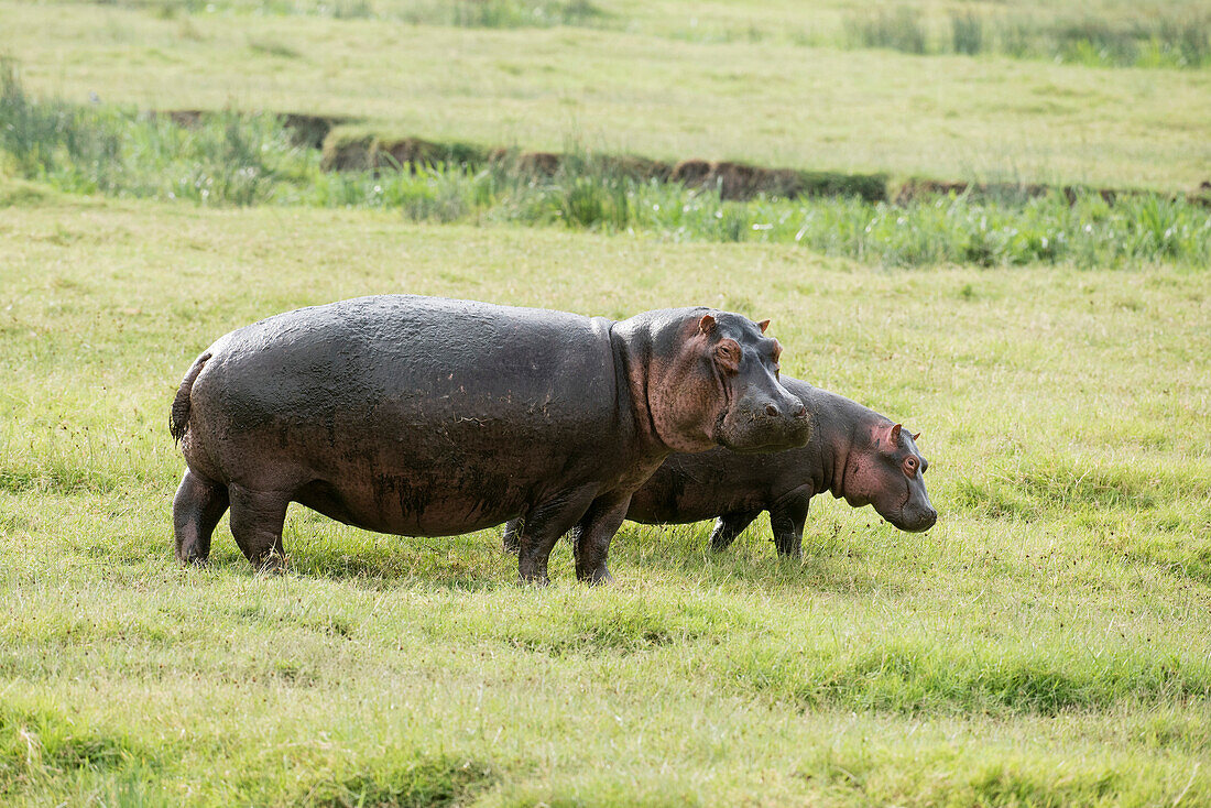 Female and young Hippopotamos Hippopotamus amphibius standing in short grass, Ngorongoro Crater, Tanzania