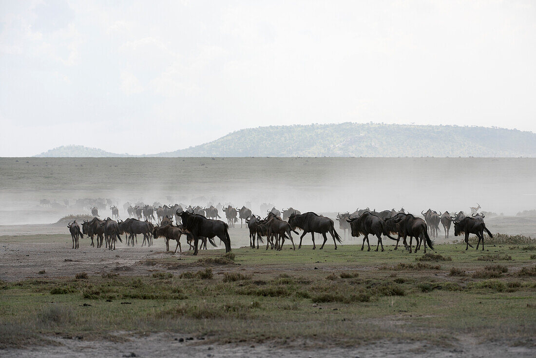 Herd of Wildebeest Connochaetes taurinus stirs up dust while moving across Serengeti short grass plains near Ndutu, Ngorongoro Crater Conservation Area, Tanzania