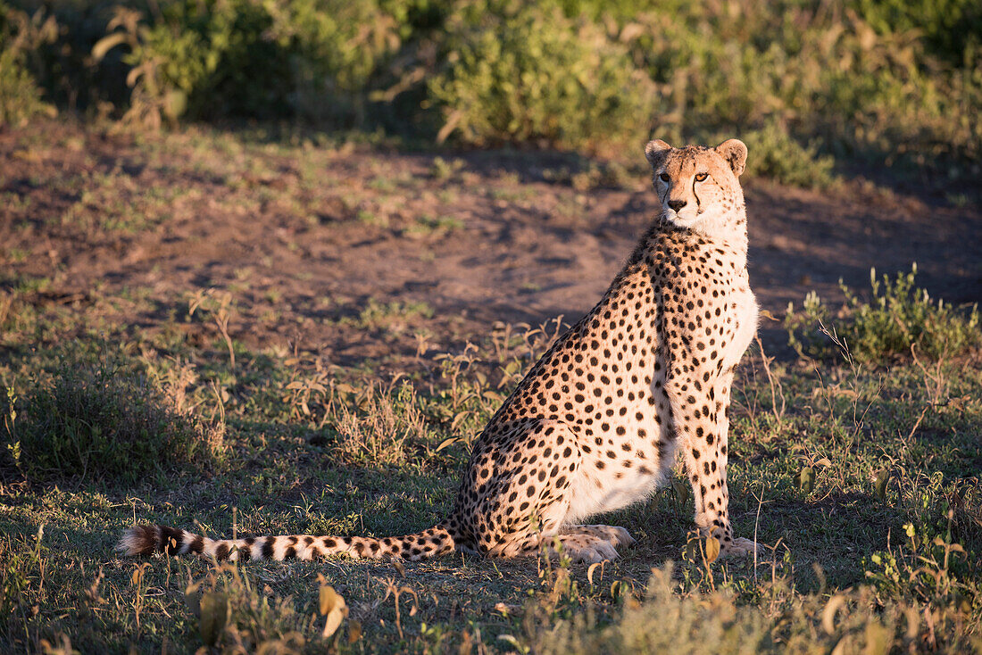 Cheetah Acinonyx jubatus in golden light sits on haunches near Ndutu, Ngorongoro Crater Conservation Area, Tanzania