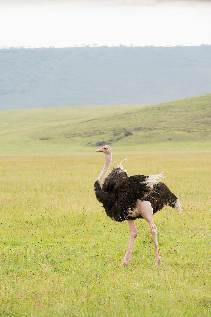 Male Common Ostrich Struthio camelus with wing feathers fluttering walks across open grassland on floor of Ngorongoro Crater, Tanzania