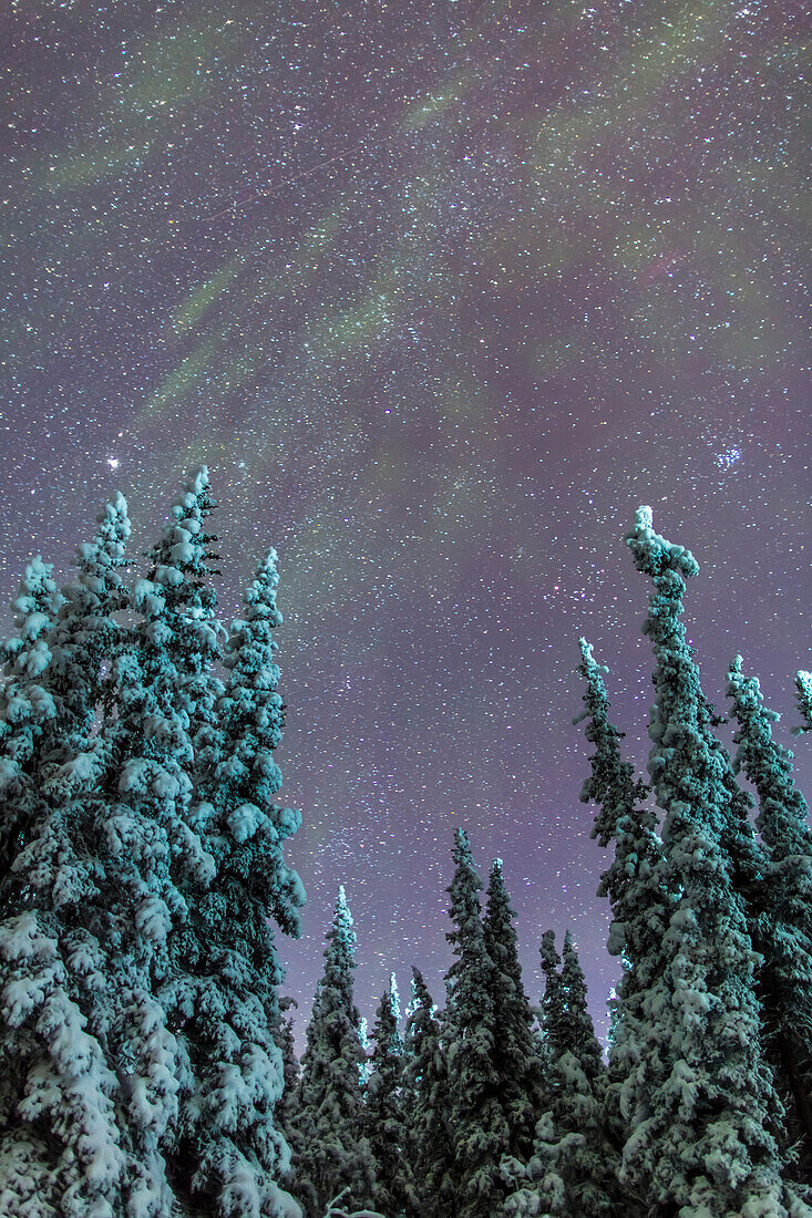 Northern Lights over snowcovered evergreen trees, Copper River Valley, Southcentral Alaska, winter