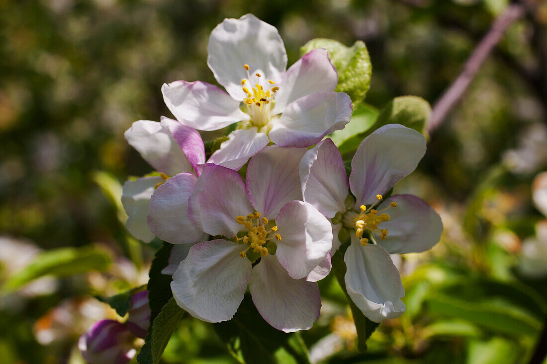 Close up of an apple blossom, St. Paul D'abbotsford, Quebec, Canada