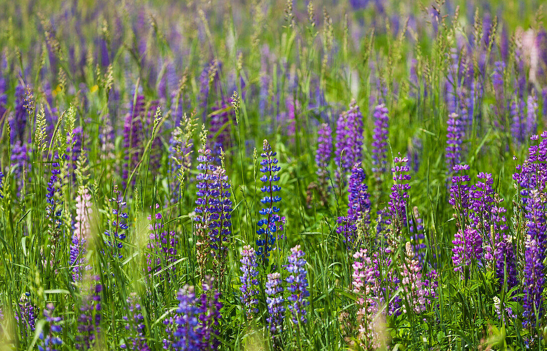 Lupins growing wild in hay field, Foster, Quebec, Canada