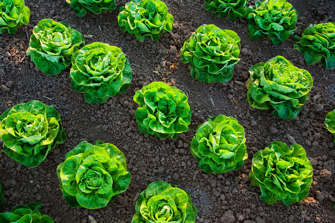 Agriculture - Rows of mature Winter crop butter lettuce being grown in the desert  Bard Valley, California, USA.