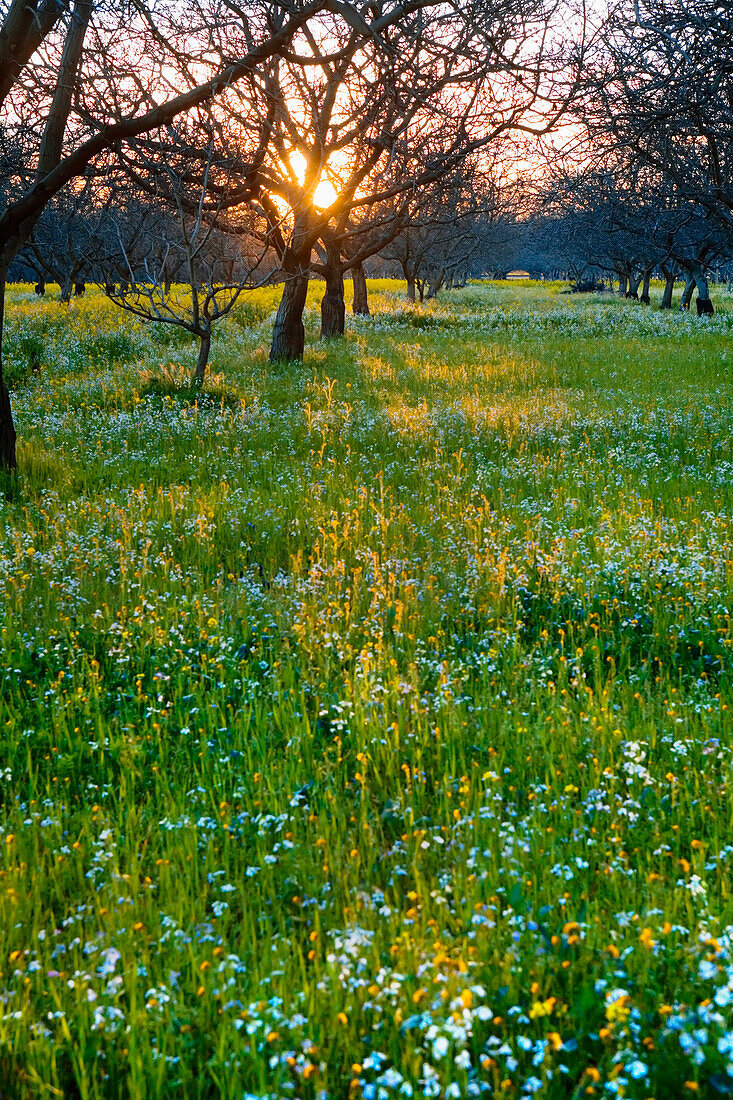 Agriculture - Dormant walnut orchard in Winter with the setting sun filtering through the trees and wildflowers growing on the orchard floor  Sacramento Valley, California, USA.