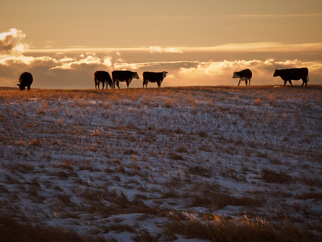 Livestock - Mixed breeds of beef cattle on a snow covered Winter native prairie pasture at sunset  Alberta, Canada.