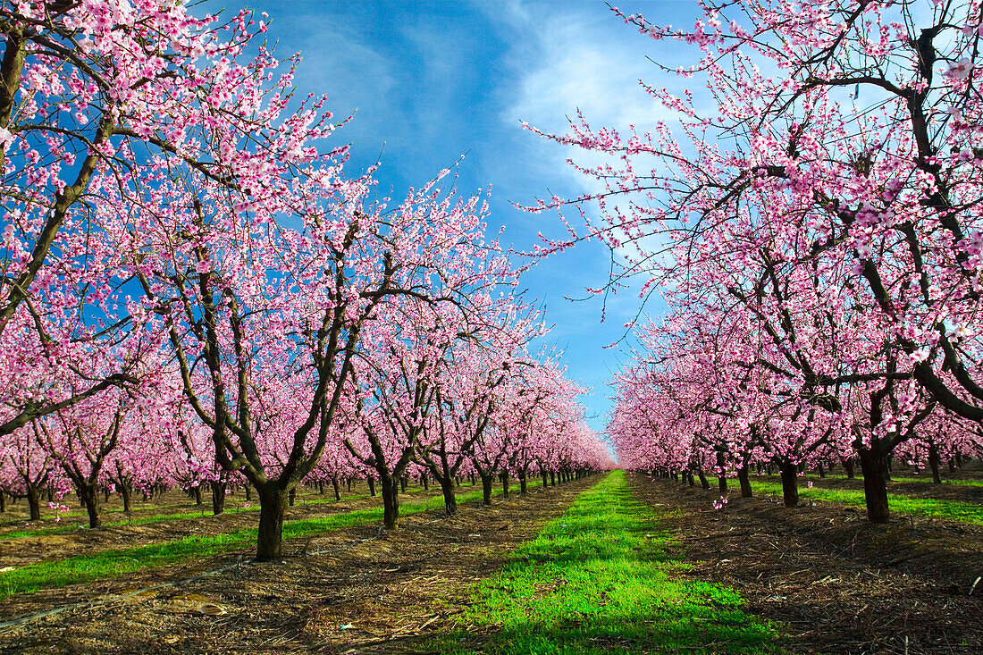 Agriculture - Peach orchard in full bloom in Spring  near Yuba City, California, USA.