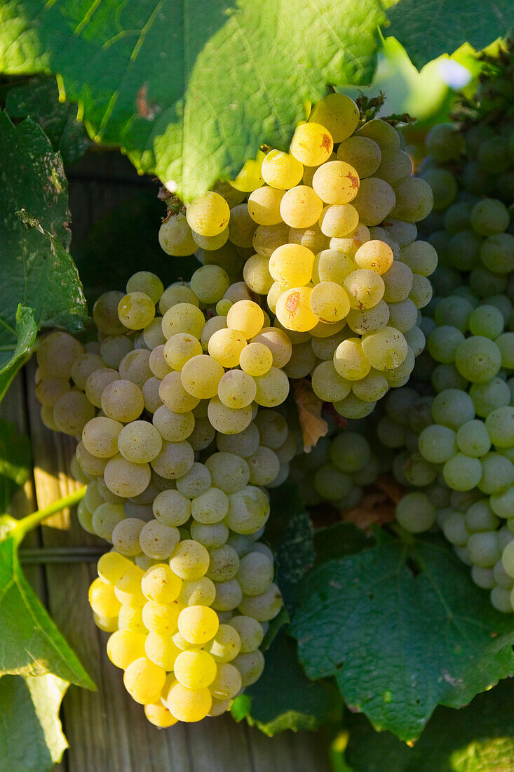Agriculture - Mature Chardonnay wine grape clusters on the vine  near Orland, California, USA.