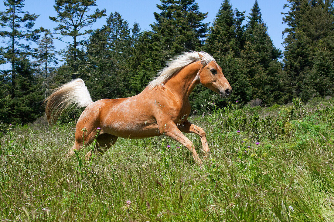 Livestock - A Palomino horse running through a meadow at the edge of a forest  near Fort Bragg, California, USA.