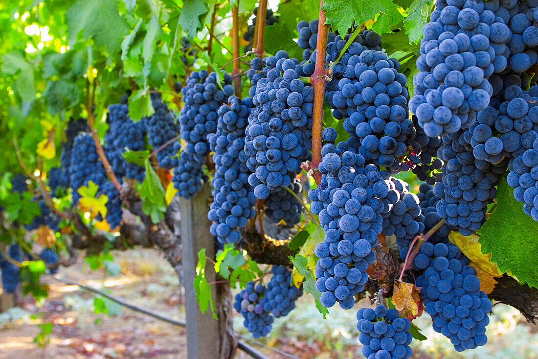 Agriculture - Mature Syrah aka. Shiraz wine grape clusters on the vine  Shenandoah Valley, Amador County, California, USA.