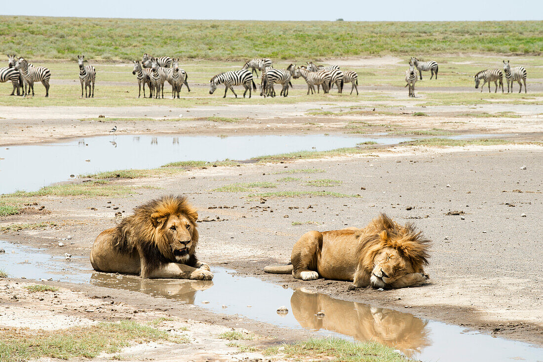 Two large, dark-maned male lions panthera leo lying by water while herd of Common Zebras Equus quagga watches from a distance, near Ndutu, Ngorongoro Crater Conservation Area, Tanzania