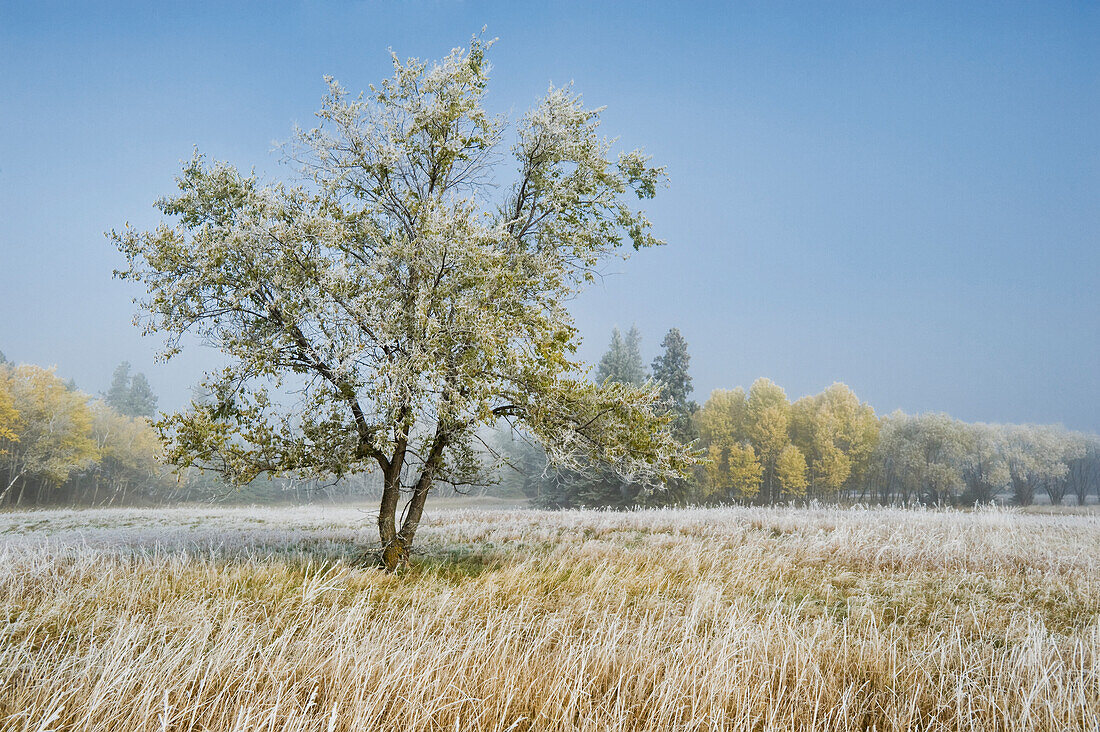 Frost-covered tree in Birds Hill Provincial Park, Manitoba, Canada