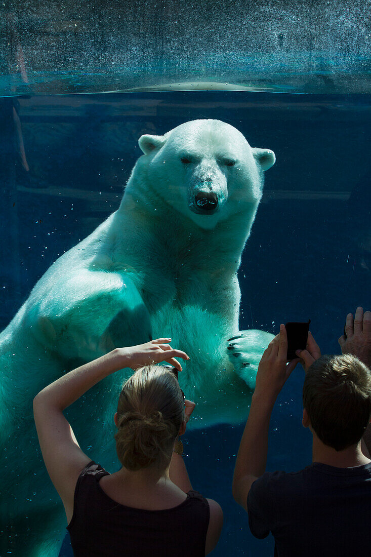 Polar bear swimming at Zoo Sauvage de St-Felicien, St-Felicien, Quebec, Canada