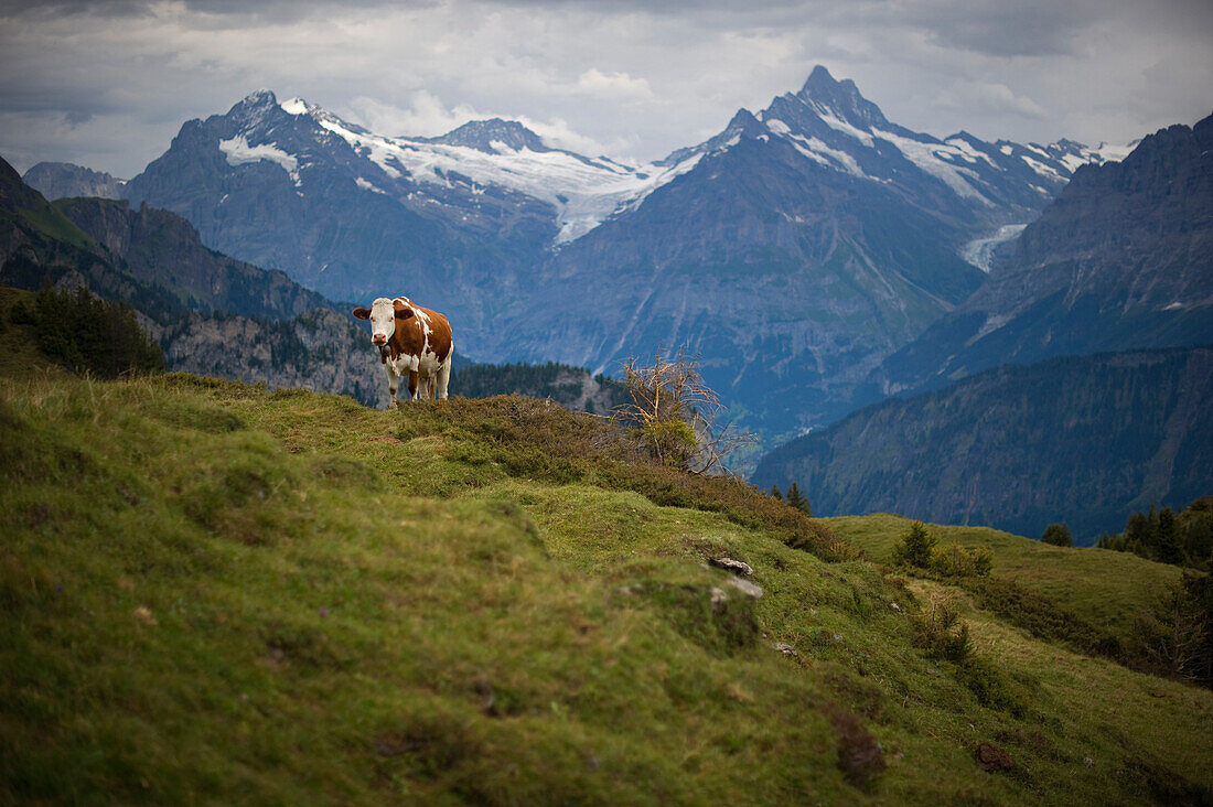 Brown Swiss cow on Schynige Platte with Jungfrau and Monch Alps in background, Wilderswil, Switzerland