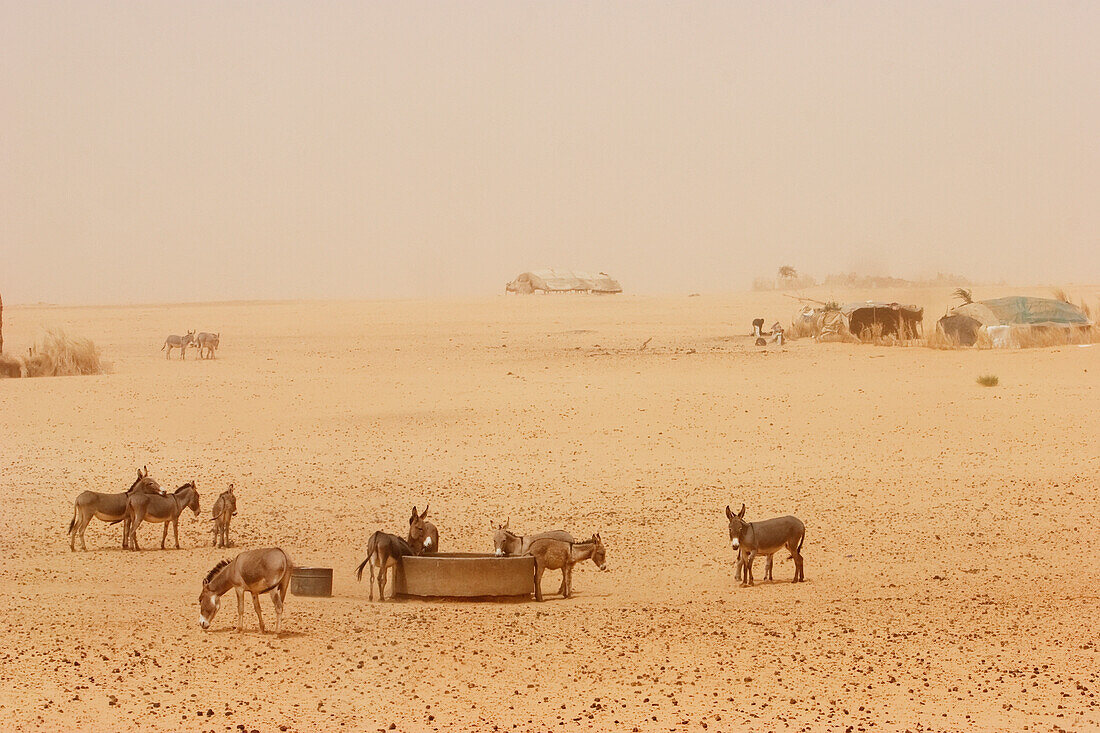 Tiriken, A Tuareg Village In The Dust Created By The Harmattan Wind Coming From The Sahara Desert, Mali
