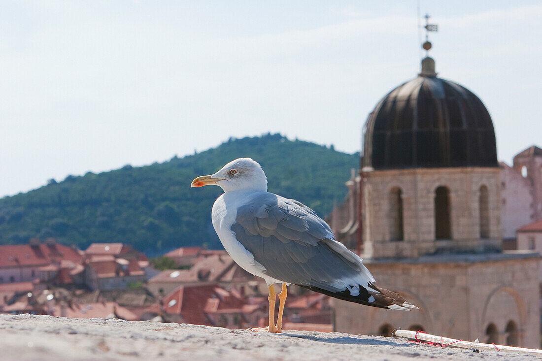 Gull, Dubrovnik, Dubrovnik-Neretva, Croatia