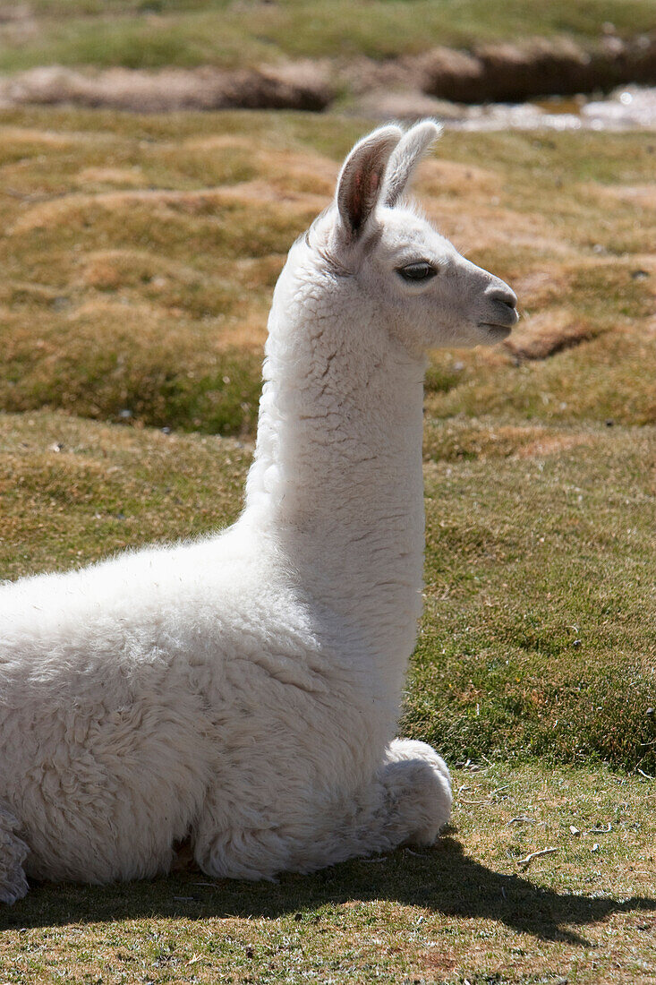 Llama Lama Glama, Machuca, Antofagasta Region, Chile