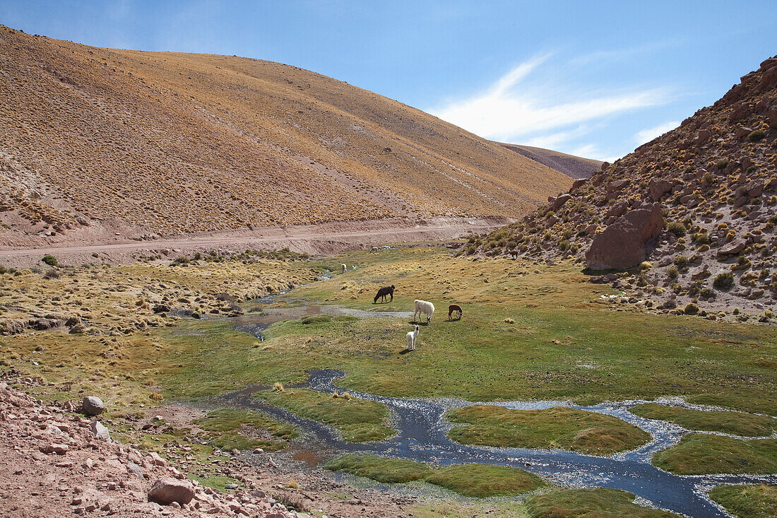 Llamas Lama Glama, Machuca, Antofagasta Region, Chile