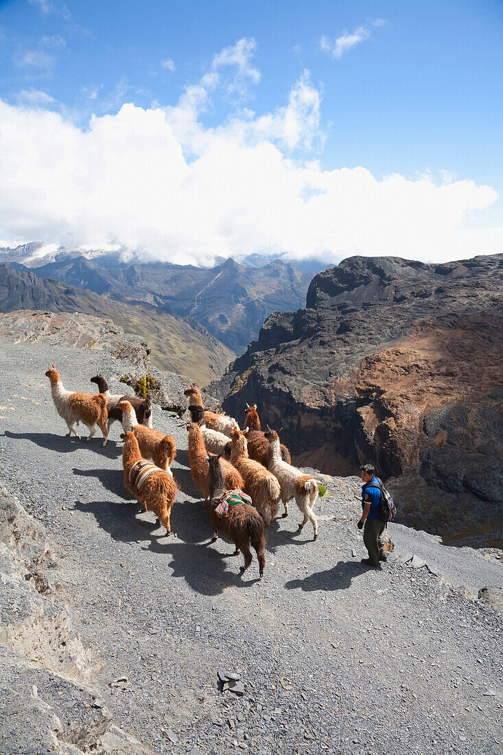 Aymara Boy Herding A Llama Train On The El Choro Pre-Columbian Road In The Cordillera Real, La Paz Department, Bolivia