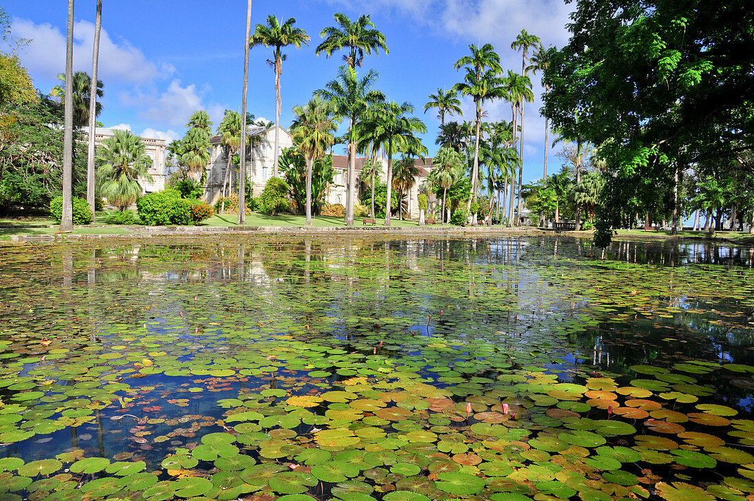 Teich mit Seerosen und Palmen, Codrington College, Condrington Plantation, Barbados, Kleine Antillen, Westindische Inseln, Windward Islands, Antillen, Karibik, Mittelamerika