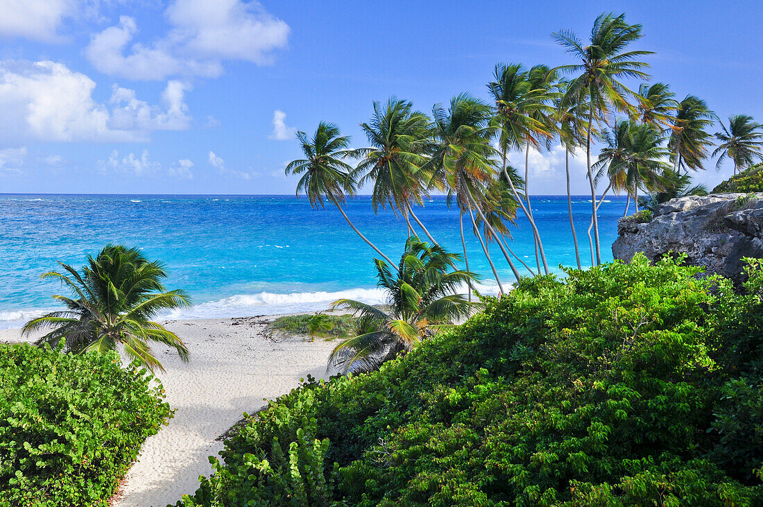Palmen an tropischem Strand, Meer, Bottom Bay, Südküste, Barbados, Kleine Antillen, Westindische Inseln, Windward Islands, Antillen, Karibik, Karibische Inseln, Mittelamerika