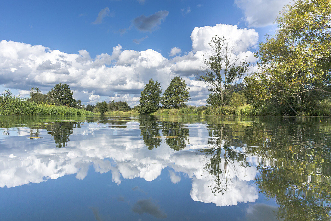 View on the river landscape of the lower Spreewald in calm conditions and sunshine. Reflections on the water surface of clouds, trees and sky, biosphere reserve, Schlepzig, Brandenburg, Germany