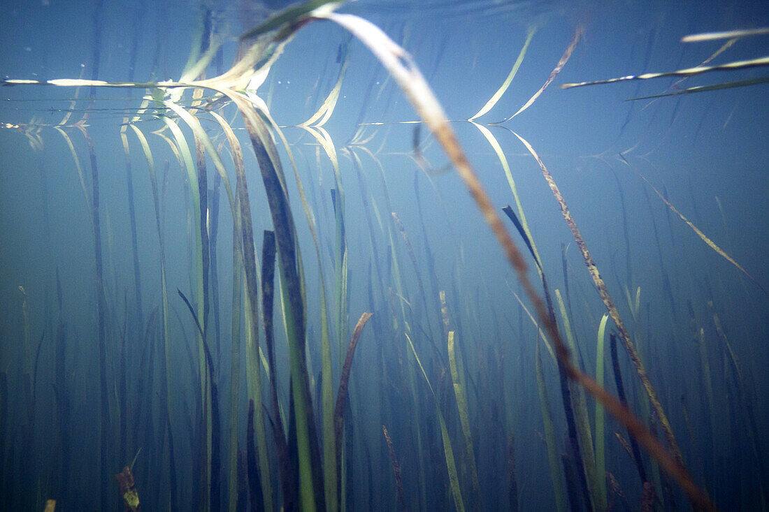 Licht durchflutetet Unterwasser-Vegatation des Spreewaldfliess in Strömungsrichtung, Biosphärenreservat, Schlepzig, Brandenburg, Deutschland