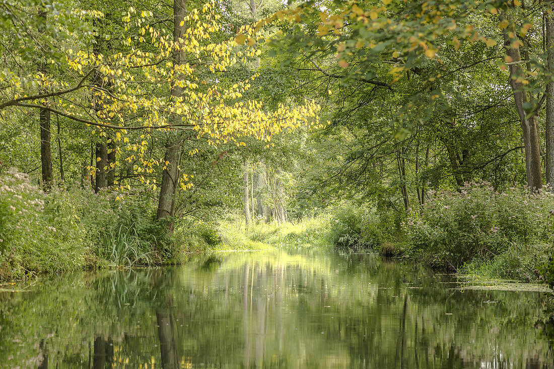 View of the river landscape and shore vegetation of the Spreewald Biosphere Reserve from the water under overcast sky, biosphere reserve, Schlepzig, Brandenburg, Germany