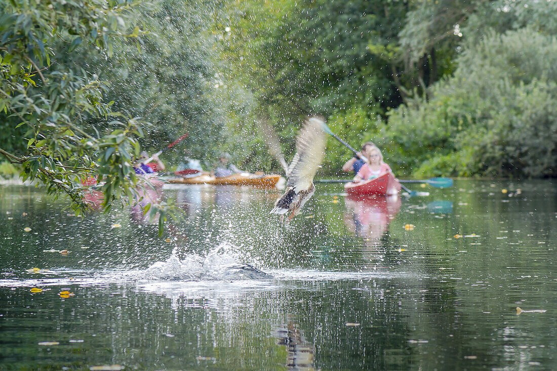 Kayak tourists paddling through the Spreewald biosphere reserve. Photograph taken at water level. Flying duck whirling up water and breaking the surface. Drops of water splashing, biosphere reserve, Schlepzig, Brandenburg, Germany