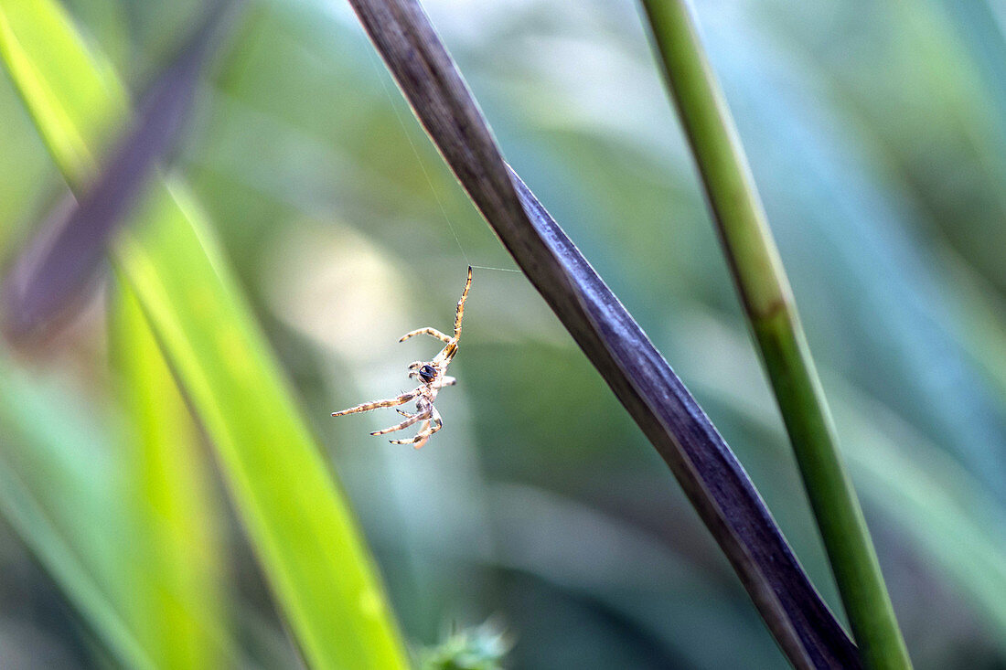 Exoskelett einer Spinne hängt von einem Grashalm einer Wiese. Spinnenhaut wird Lichtdurchflutet. Bokeh/Lichtreflexionen im Hintergrund, Biosphärenreservat, Schlepzig, Brandenburg, Deutschland