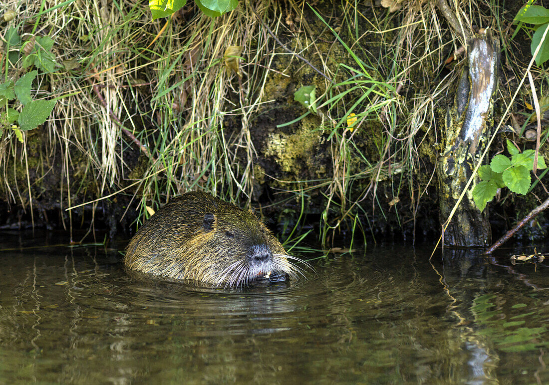 Nutria sitting and eating in the water along the banks of the river, biosphere reserve, Schlepzig, Brandenburg, Germany