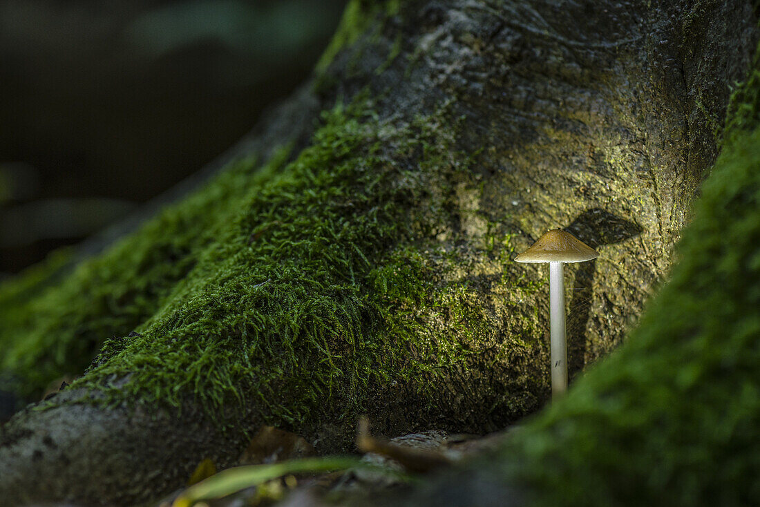 Kleiner Pilz mit Lamellen steht zwischen Moos bewachsenen Baumwurzeln. Pilz wird mit Lichtquelle angestrahlt, Schlepzig, Brandenburg, Deutschland