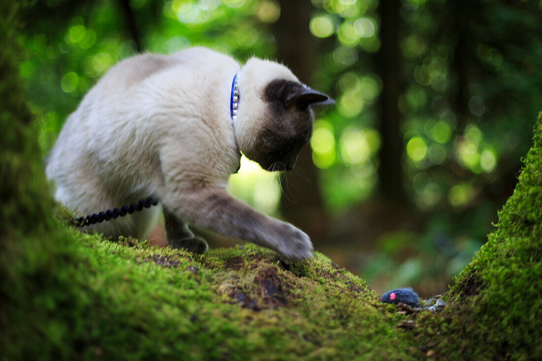 Adventurous Cat Playing with Toy Mouse in Forest