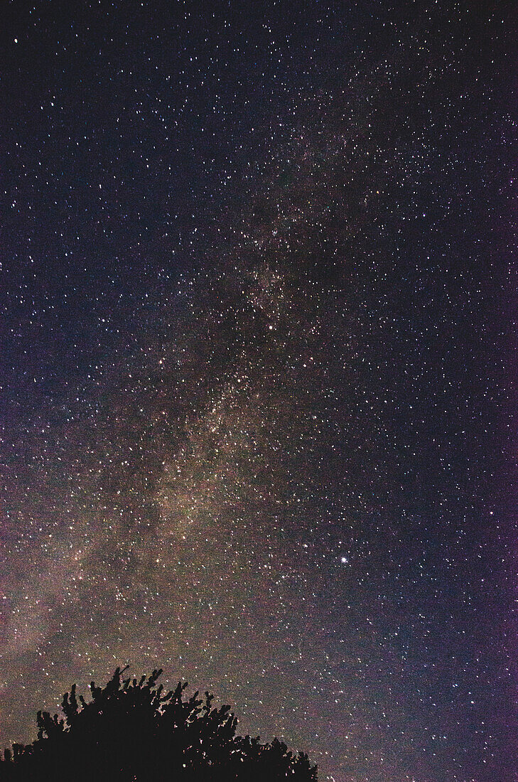 Starry Night Sky, Milky Way Galaxy, and Silhouetted Tree